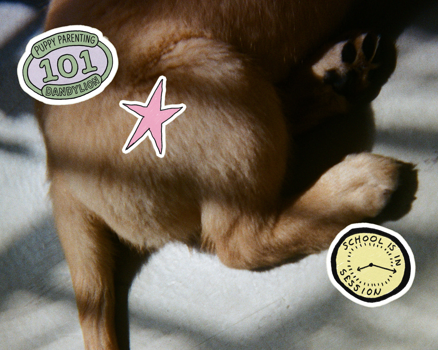 Puppy Handling 101: How to Help Your Puppy Feel Comfortable With Touch Through Gradual Desensitization