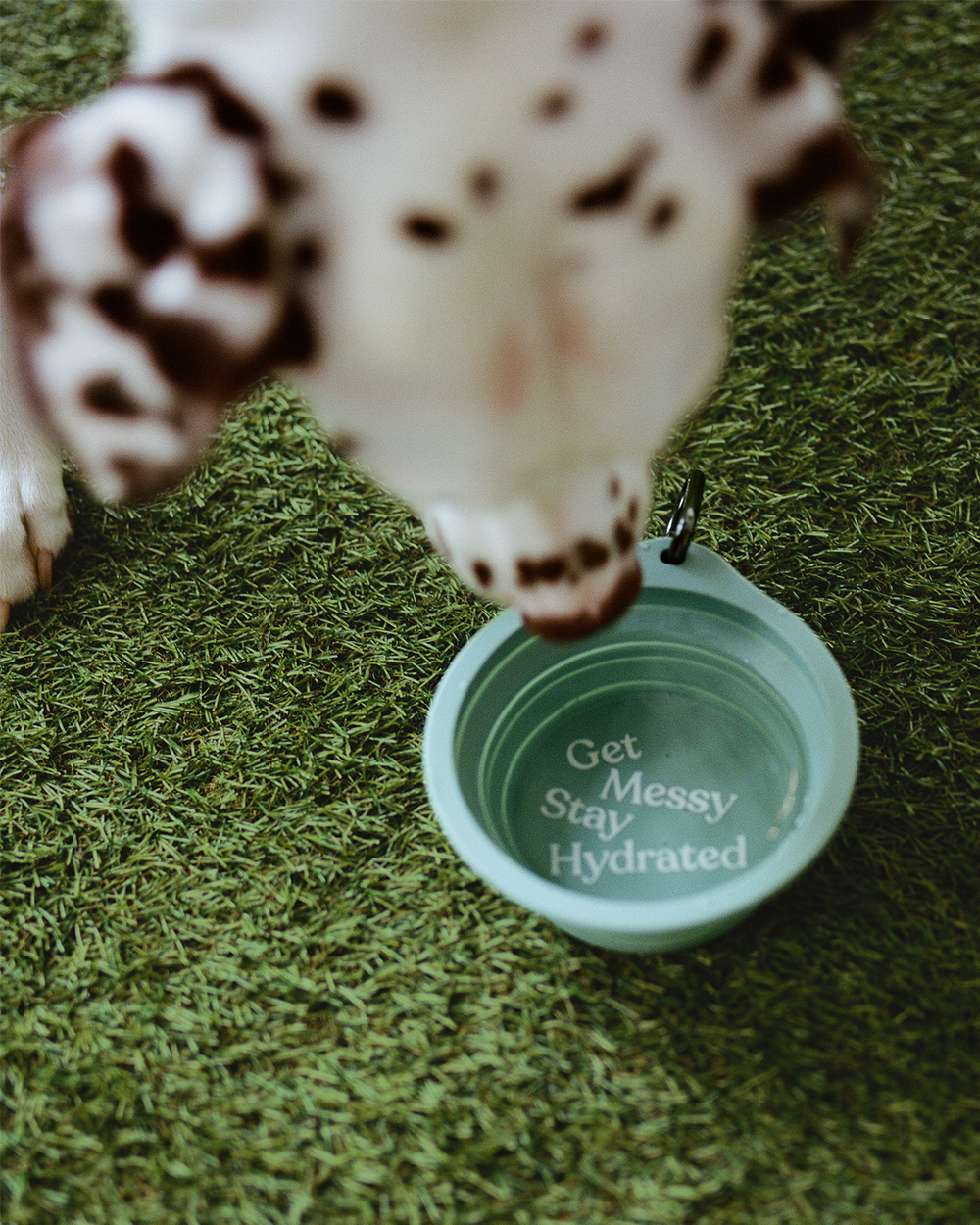 Collapsible Travel Dog Bowl