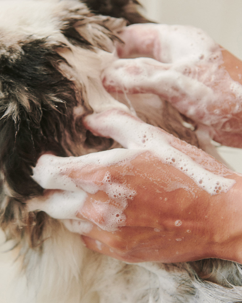Soothe Gentle Cleansing Dog Shampoo