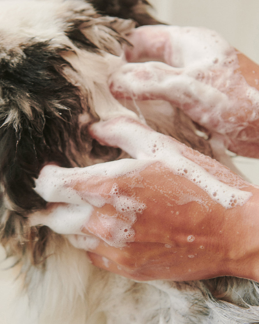 Soothe Gentle Cleansing Dog Shampoo