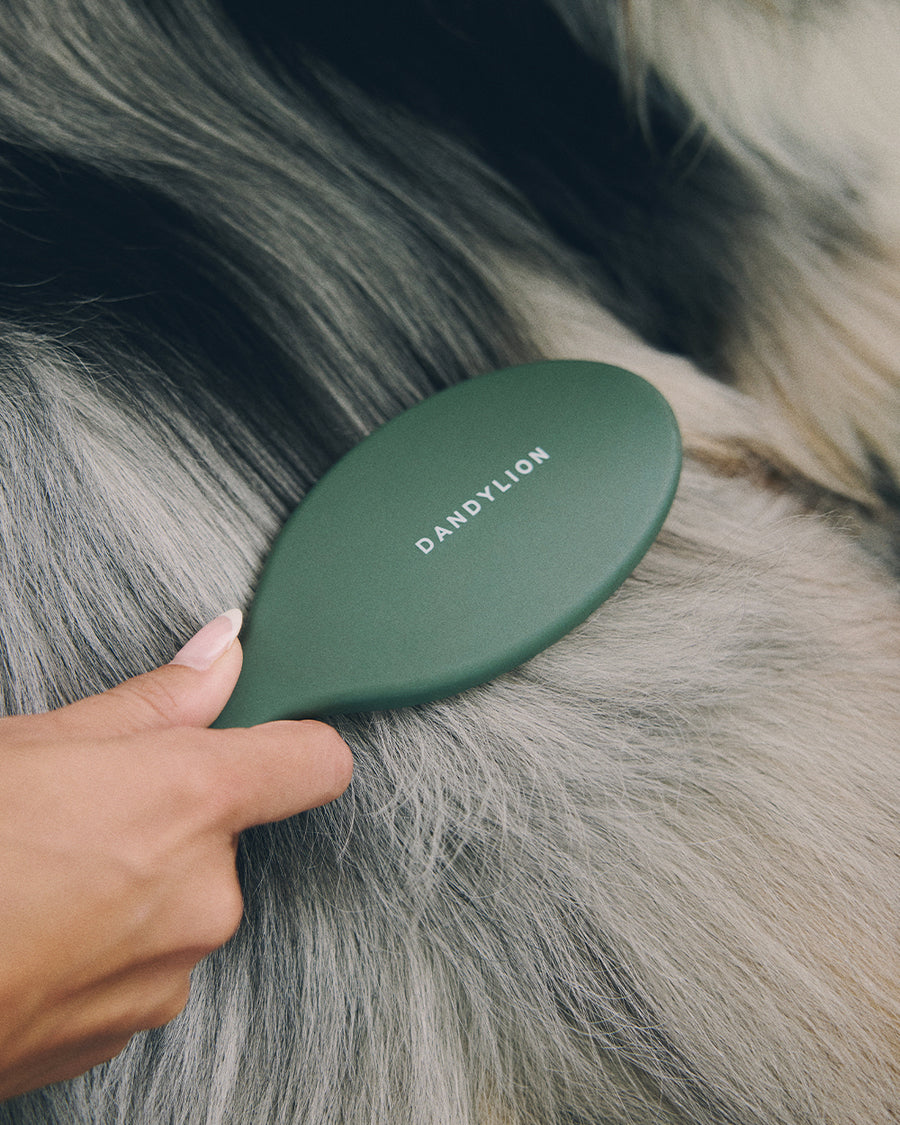 The Everyday Coat Ritual | Coat Cleansing Spray + Detangling Spray + Brush