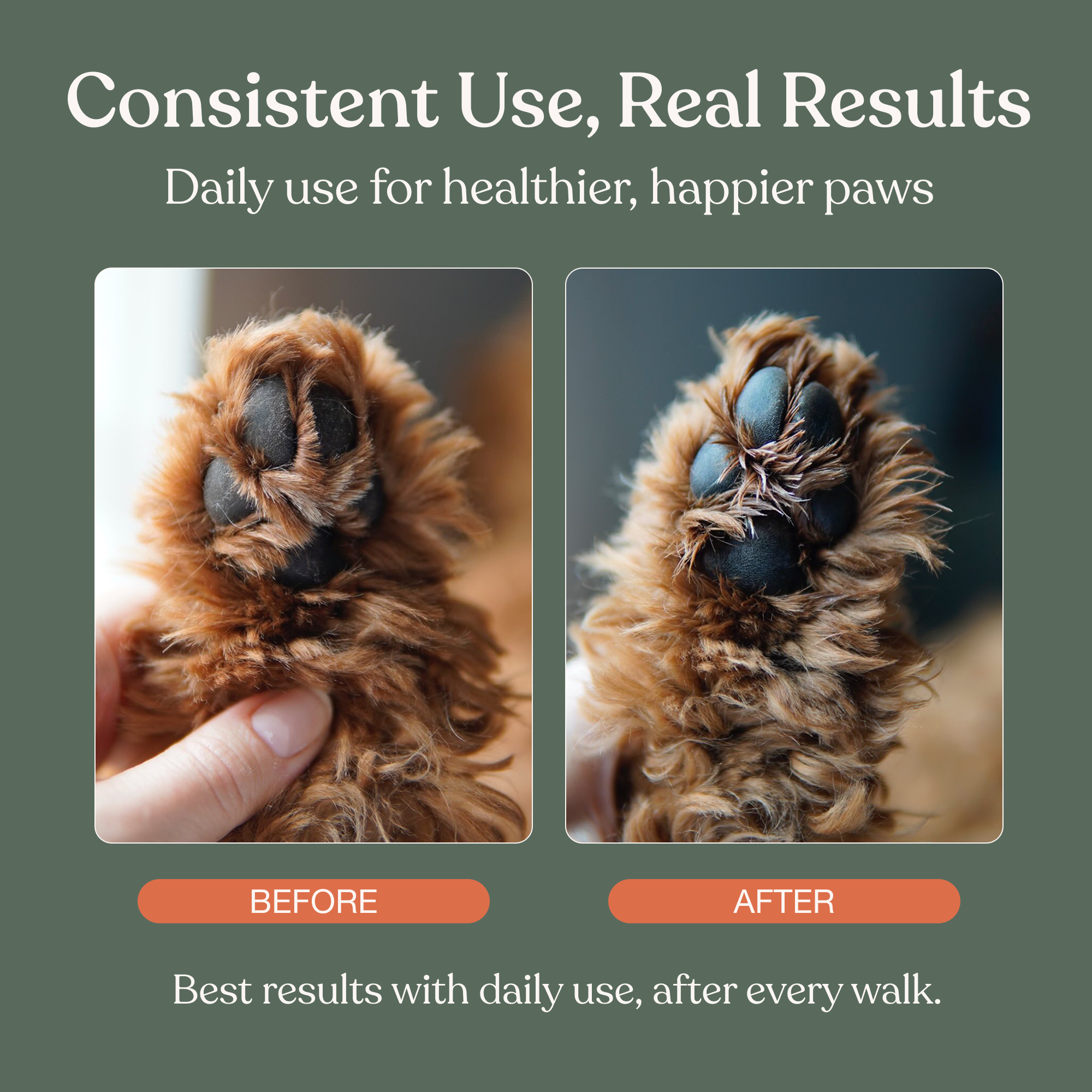 The Everyday Paw Ritual