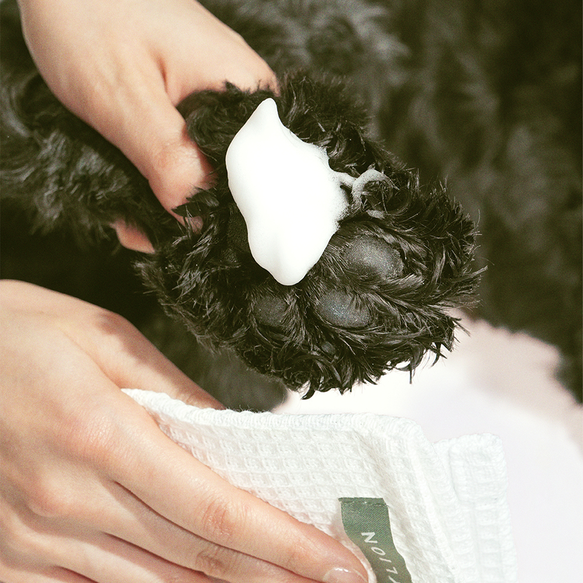 The Paw Care Starter Kit
