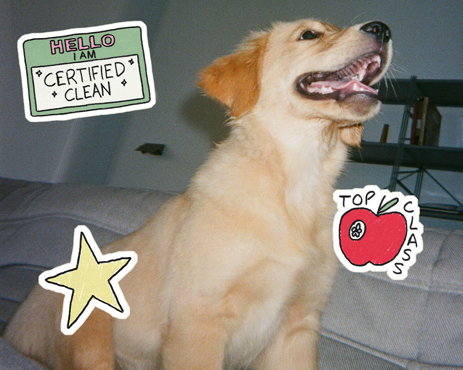 What No One Tells You About Your Puppy's First Week Home