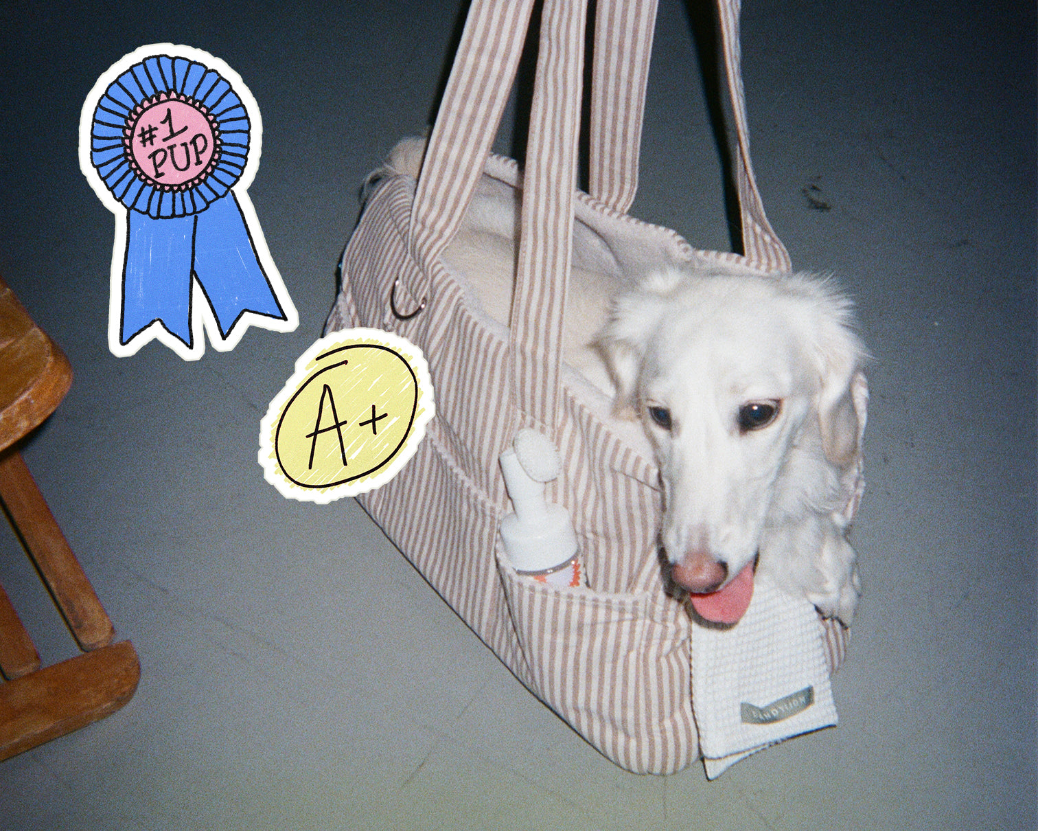 Your Puppy’s First Vet Visit: Vaccines, Parvo &amp; What New Puppy Parents Need to Know