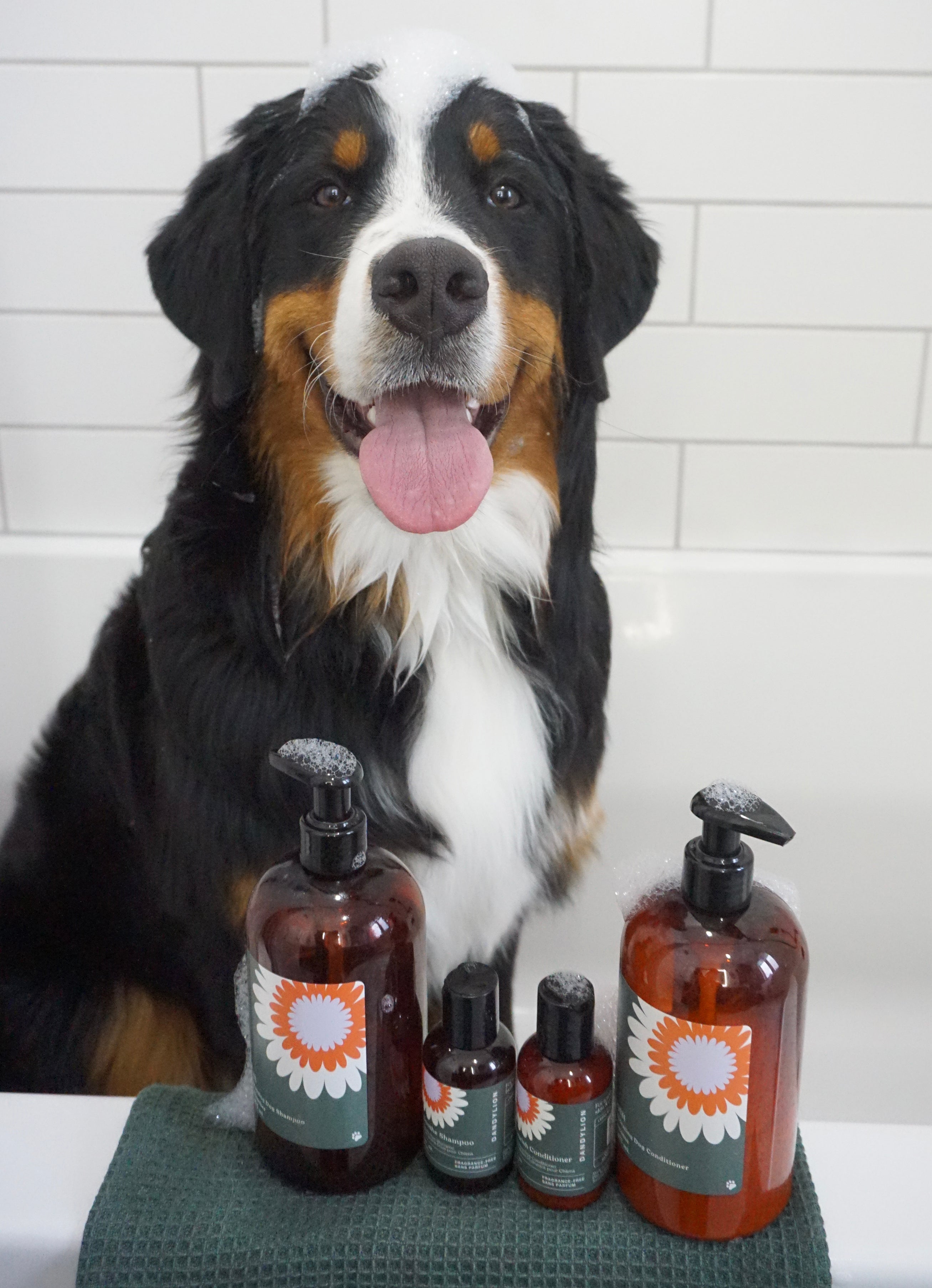 Nourish Gentle Hydrating Dog Conditioner | Dandylion