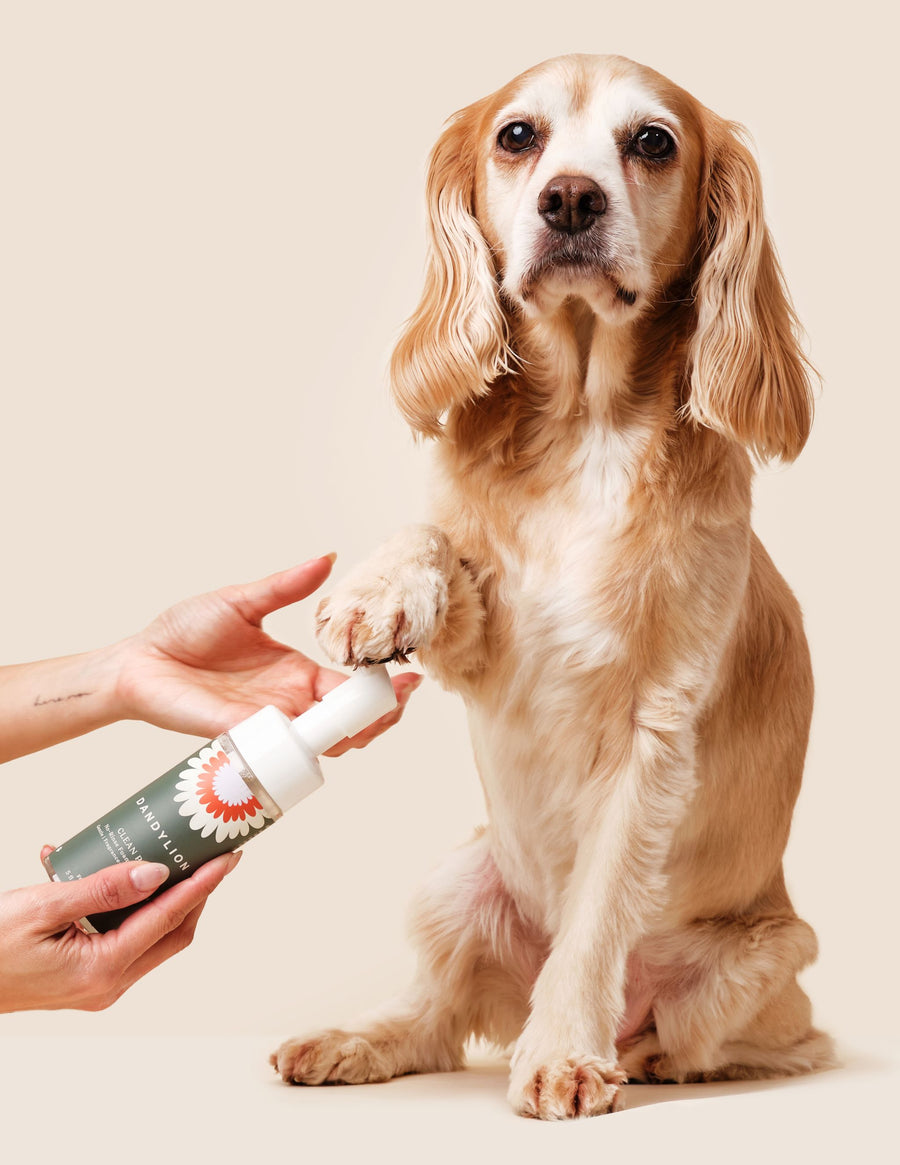Refill - Clean Paws No-Rinse Foaming Cleanser